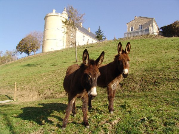 Anes du Château de Bouthéon