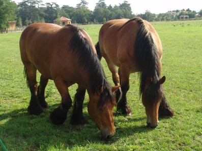 Chevaux auxois dans le parc du Château de Bouthéon