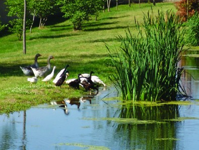 Canards et oies