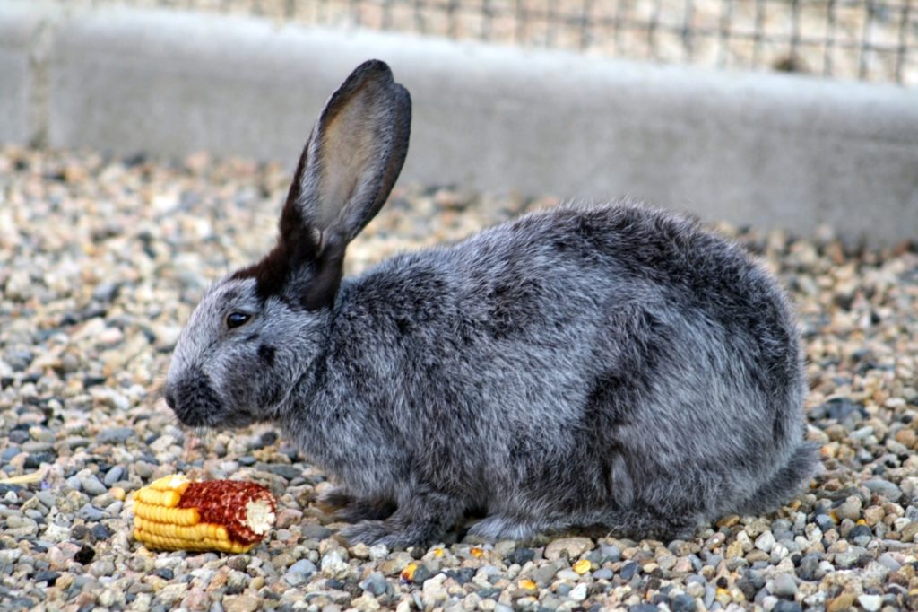 Lapin Gris de Champagne