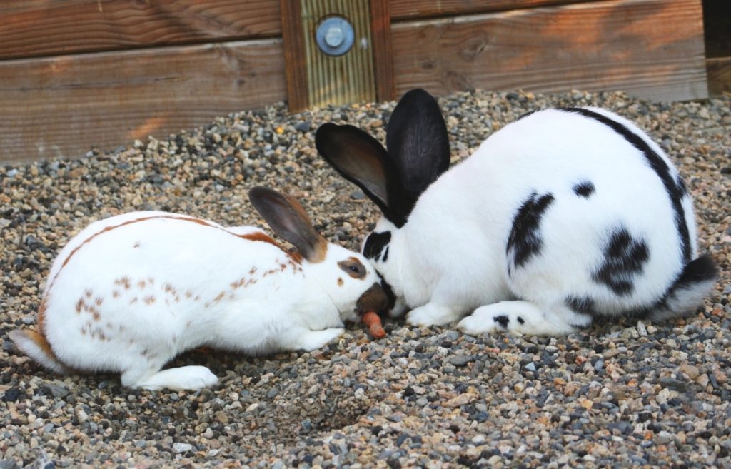 Lapins papillons