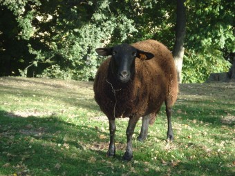Mouton noir du Velay