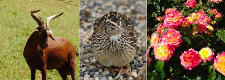 Animaux de la Ferme du Château de Bouthéon