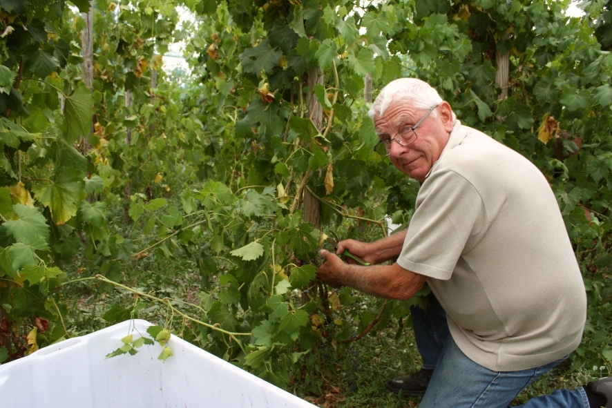 Bénévole participant à la récolte du vignoble du château de Bouthéon : Antoine Couzon, trésorier des Amis du Vieux Bouthéon