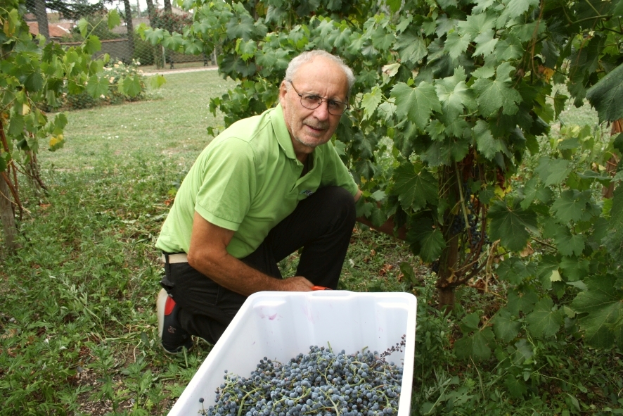Récolte manuelle du raisin dans le parc du château de Bouthéon par Gérard Beny, bénévole.