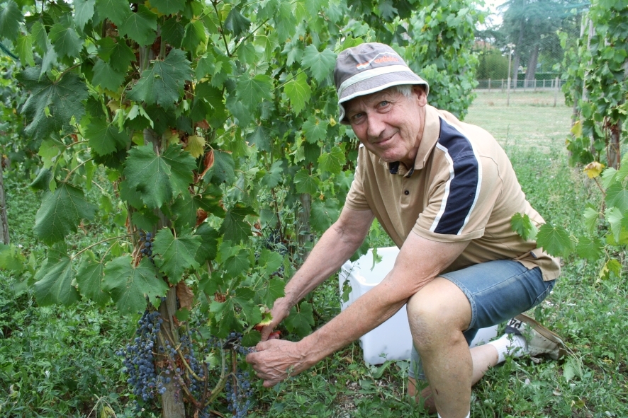 Bénévole participant à la récolte du vignoble du château de Bouthéon : Jean Paul Bruel, président des Amis du Vieux Bouthéon