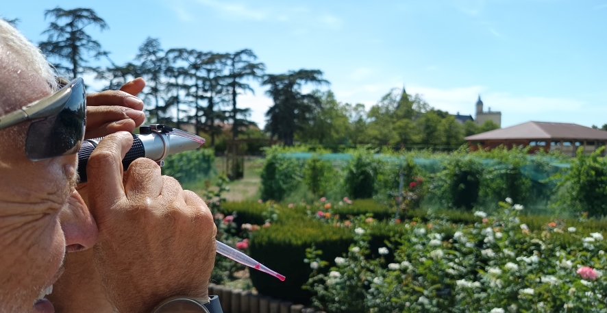 Mesure du taux de sucre du raisin au réfractomètre dans le vignoble du château de Bouthéon
