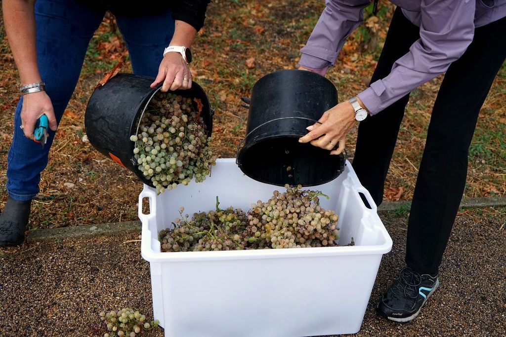 Caisses de raisin Villard après la récolte au château de Bouthéon