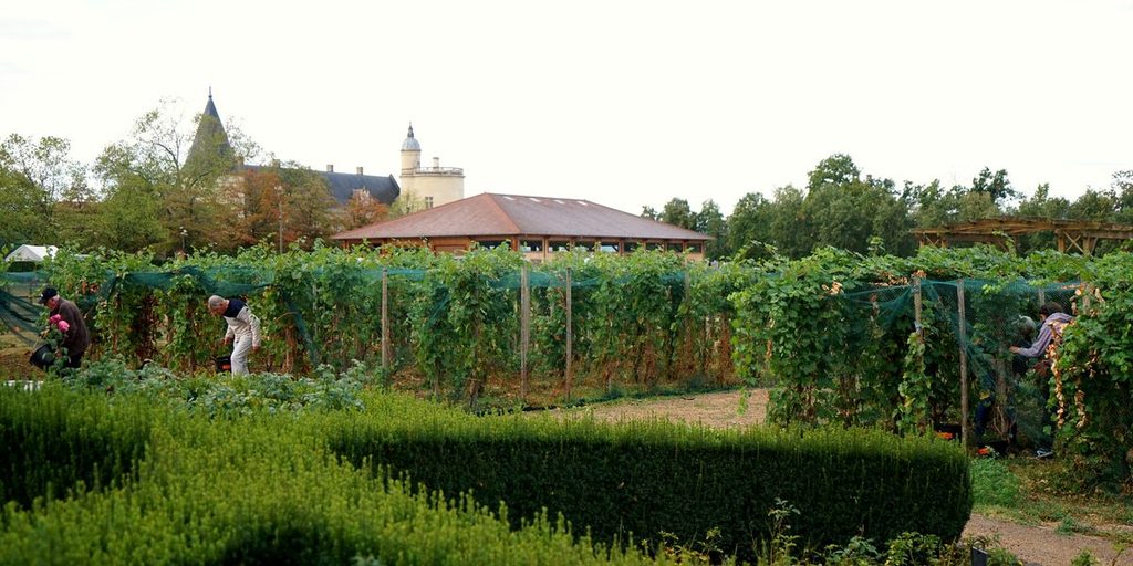 Récolte du raisin dans le vignoble du château de Bouthéon